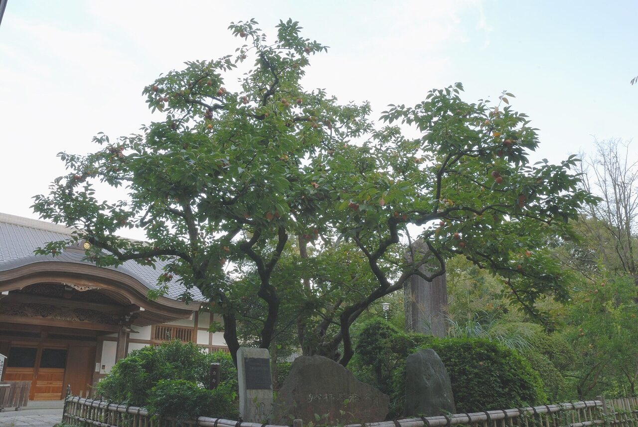 寺の建物の横に、枝を大きく広げた柿の木。根元に石碑がある