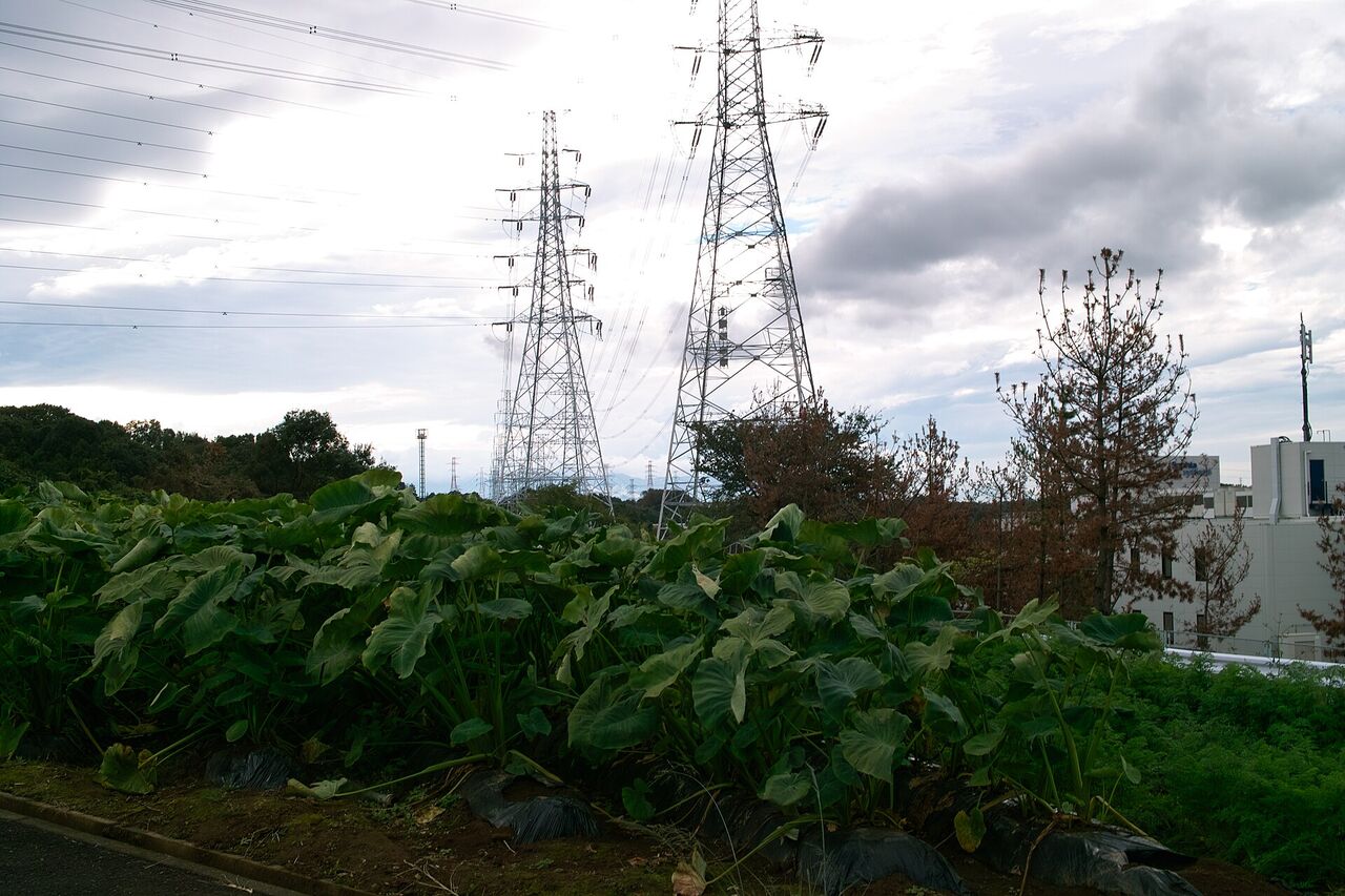 黒川の畑。手前に大きな葉の作物が茂り、奥に送電線の鉄塔が2本立っている