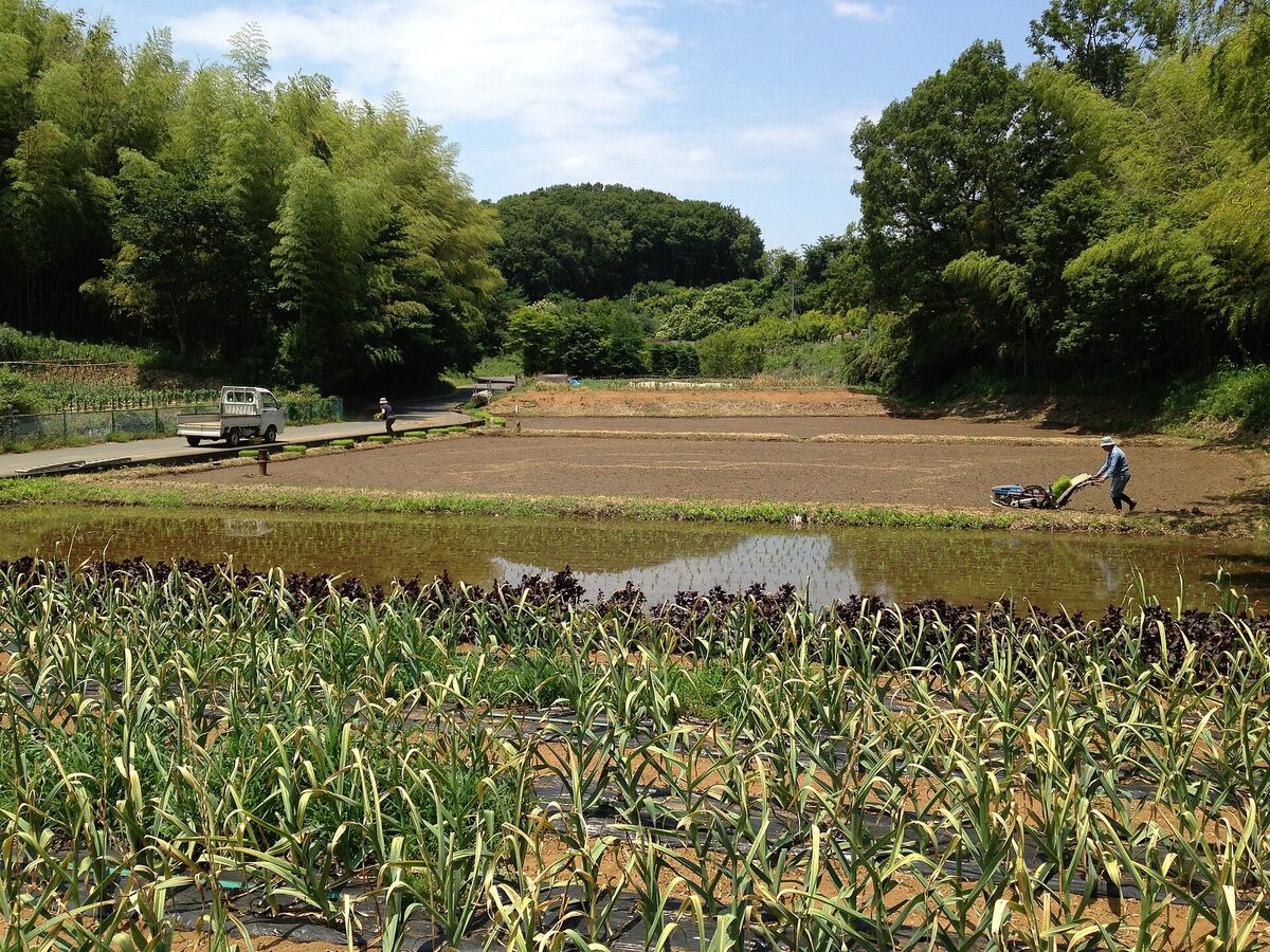 黒川の田んぼと畑。奥に雑木林の丘が見え、水田のそばで人が作業している