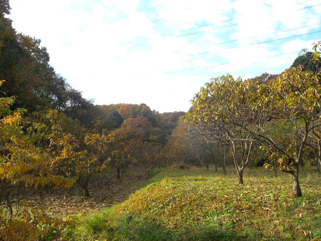 秋の雑木林。色づいた木の下に草地が広がる