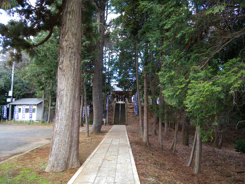白鳥神社の参道。杉やひのきの木立のあいだに石の道がのび、奥の階段の上に社殿が見える