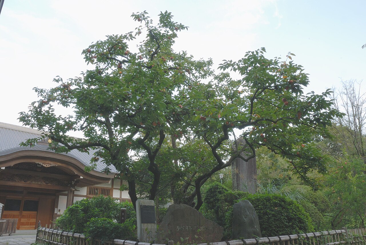 王禅寺の境内にある、禅寺丸柿の原木（実をつけた木と、石碑）
